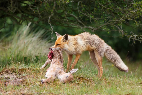 Рыжий лис с хищником — стоковое фото