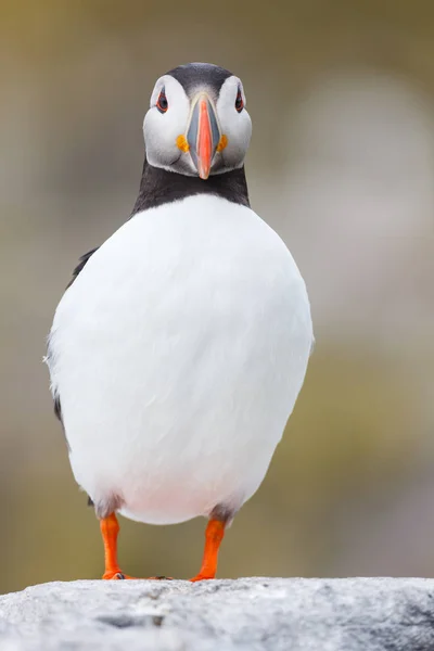 Puffin pássaro de perto — Fotografia de Stock