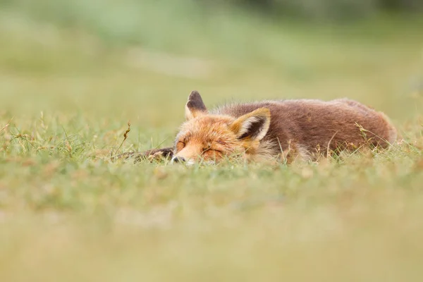 Уставший красный лис — стоковое фото