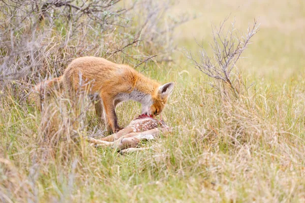 Red fox s kořistí — Stock fotografie