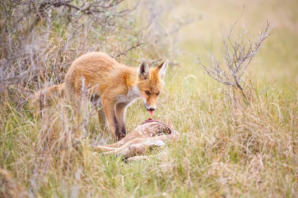 Red fox med byte — Stockfoto
