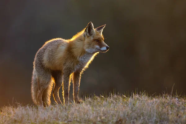 Rode vos op de natuur — Stockfoto