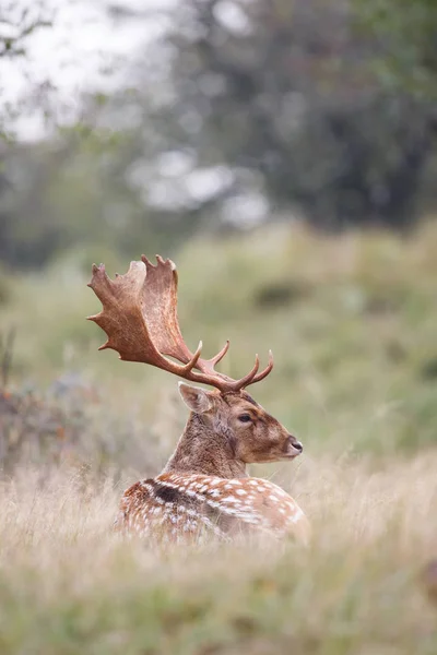 녹아내리는 계절에 붉은 사슴 — 스톡 사진