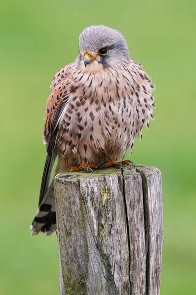 Kestrel bird on a pole — Stock Photo, Image