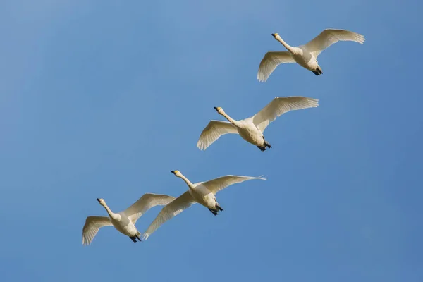 Svanar flyga i himlen — Stockfoto