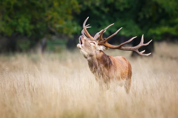 Roaring red deer stag — Stock Photo, Image