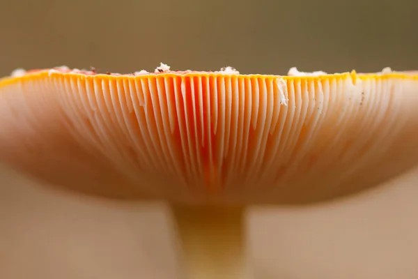Закрыть грибы в лесу — стоковое фото