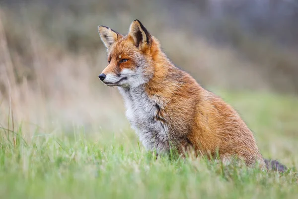 野生红狐 — 图库照片
