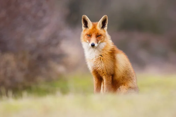 Divoká červená liška — Stock fotografie