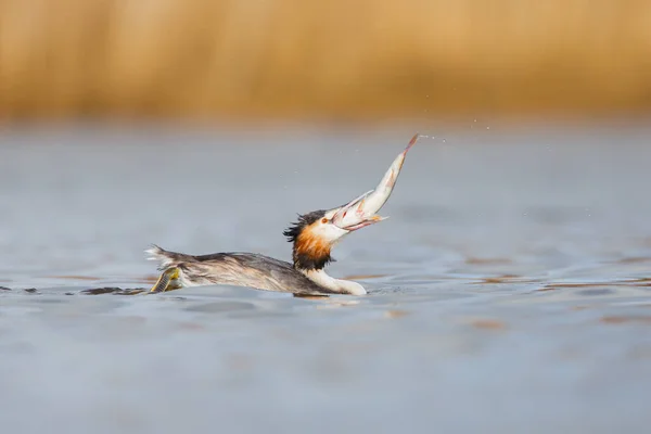 Grand grèbe à crête avec des poissons — Photo