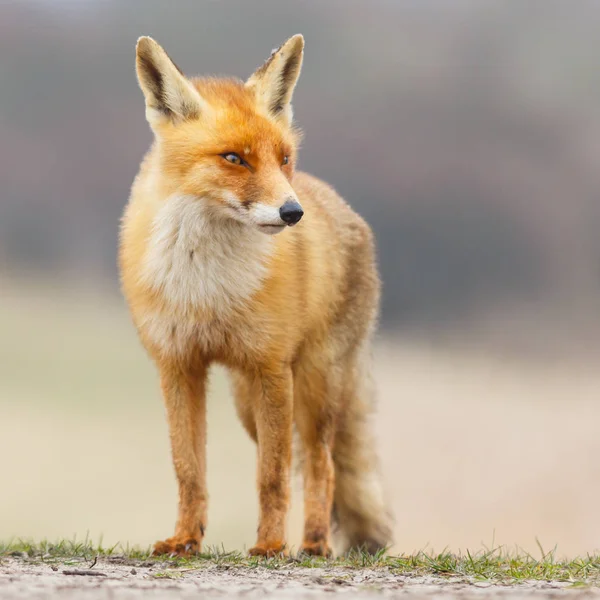 야생붉은 여우 — 스톡 사진