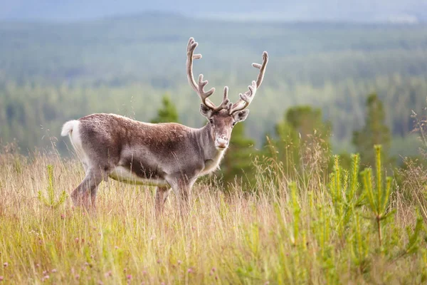 Vackra renar utomhus — Stockfoto