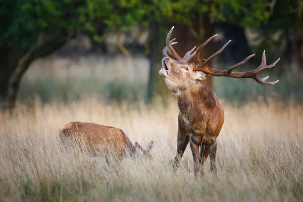 Roaring red deer stag — Stock Photo, Image