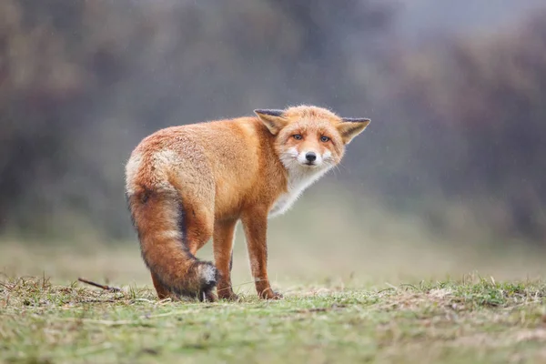 Rotfuchs — Stockfoto