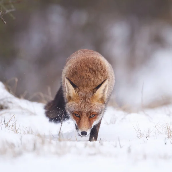 雪の中の赤い狐 — ストック写真