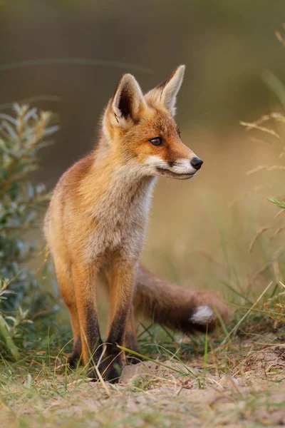 野生红狐幼崽 — 图库照片