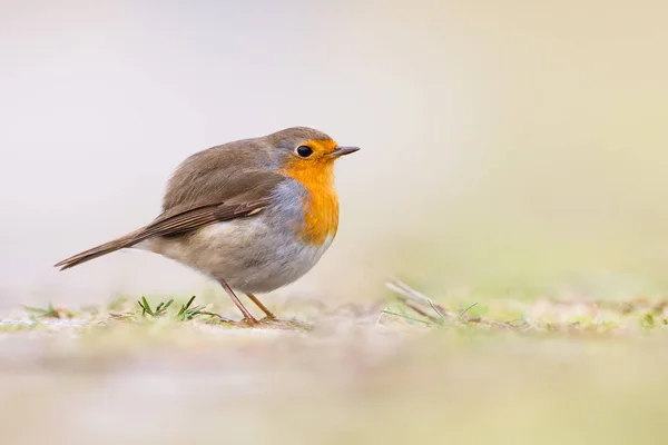 Robin vogel close-up — Stockfoto