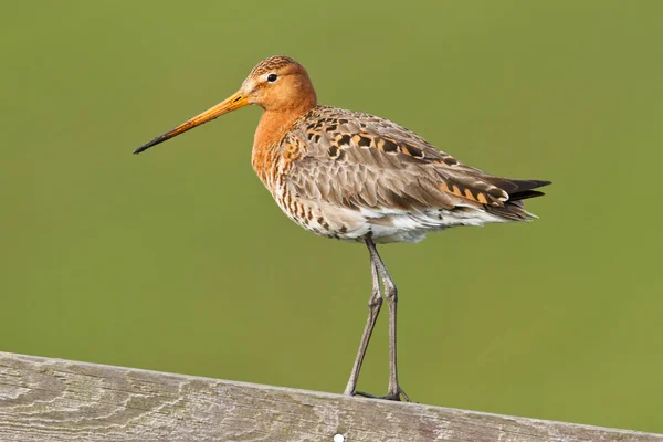 Černý sledoval godwit — Stock fotografie