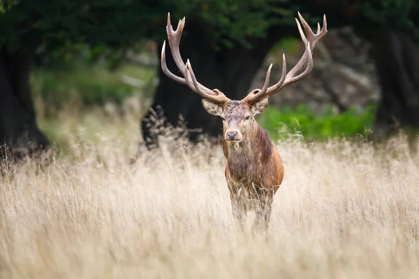 Red deer stag — Stock Photo, Image