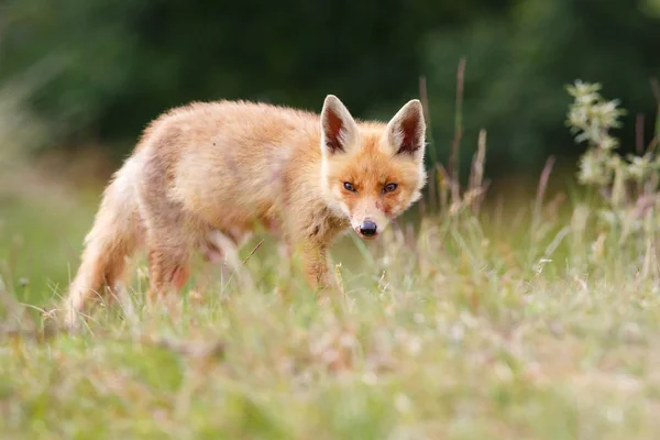 Filhote de raposa vermelha selvagem — Fotografia de Stock