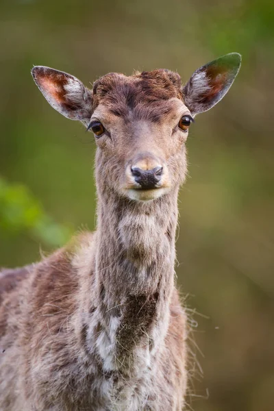Fallow deer in nature — Stock Photo, Image