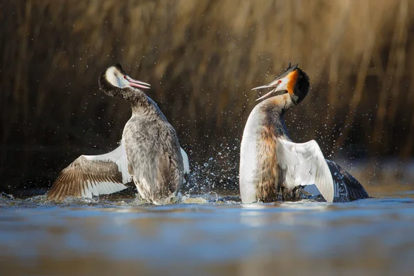 Fighting birds on water — Stock Photo, Image