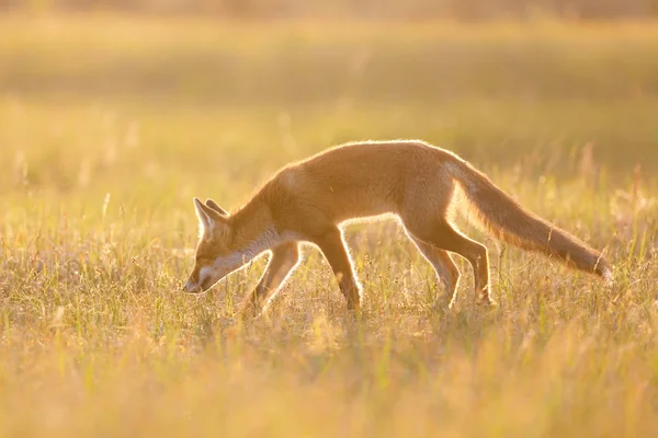 Rotfuchs im letzten Licht — Stockfoto