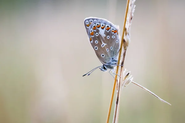 Borboleta azul comum — Fotografia de Stock