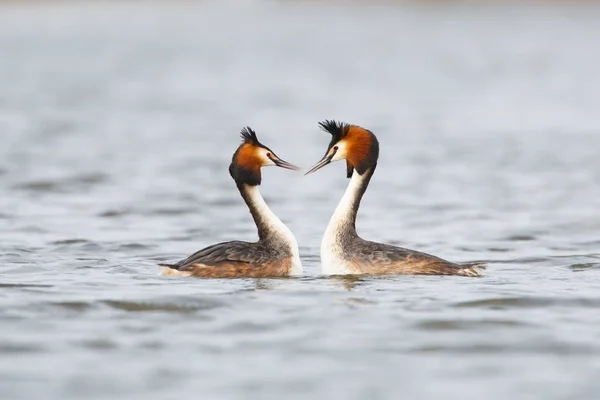 Grande Crested Grebes na época de acasalamento — Fotografia de Stock