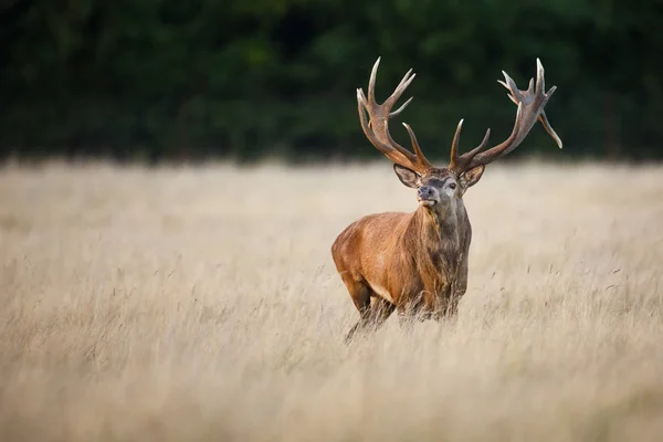 Kronhjort stag — Stockfoto