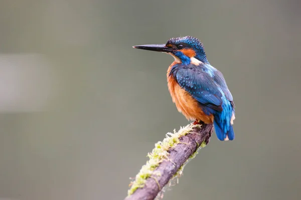 Kingfisher pájaro en una rama —  Fotos de Stock