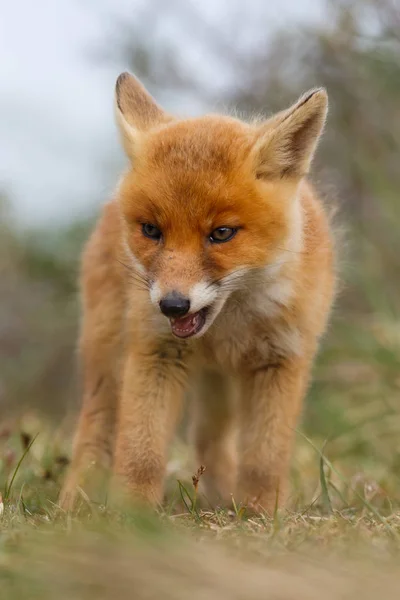 Άγρια κόκκινη αλεπού cub — Φωτογραφία Αρχείου