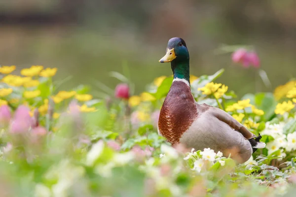 Canard sauvage en fleurs — Photo
