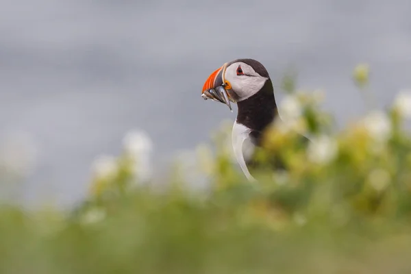 Pássaro de puffin com peixe — Fotografia de Stock