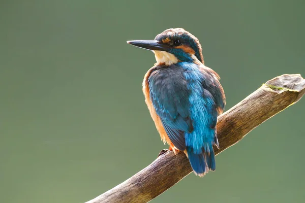 Kingfisher sentado en una rama —  Fotos de Stock