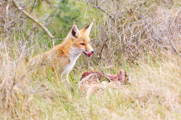 Red fox with prey — Stock Photo, Image