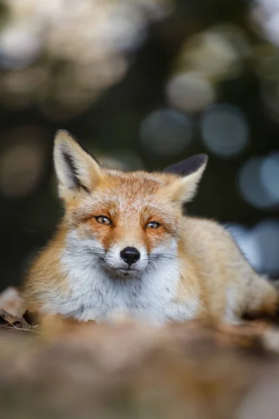 Red fox portrait — Stock Photo, Image