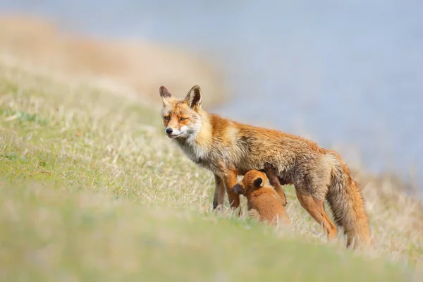 Червона лисиця з дитиною — стокове фото
