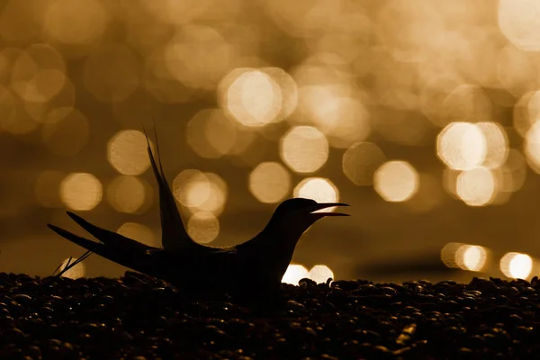 Seeschwalbe bei Sonnenuntergang — Stockfoto