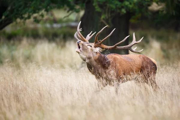 Roaring red deer stag — Stock Photo, Image