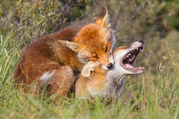 Fighting red foxes — Stock Photo, Image