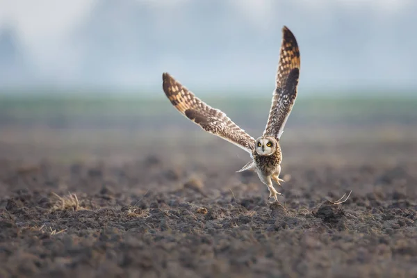 Short eared owl in vlieg — Stockfoto