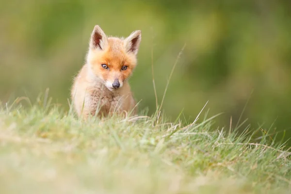 Salvaje zorro rojo cachorro — Foto de Stock