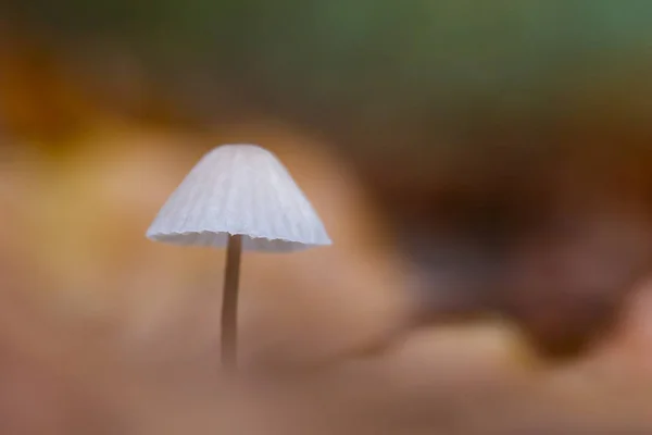 Close up de cogumelo na floresta — Fotografia de Stock