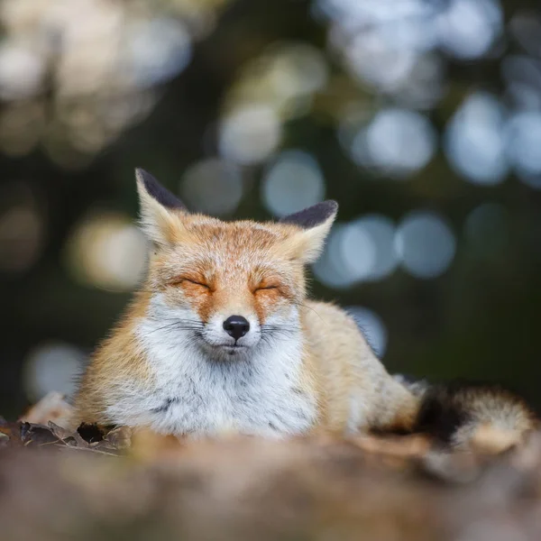 Portrait renard rouge — Photo