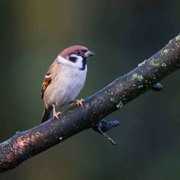 Tree sparrow portrait — Stock Photo, Image