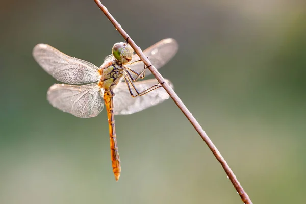 Makro Zdjęcia ważek — Zdjęcie stockowe