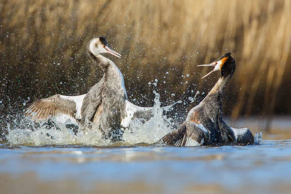 Combattre les oiseaux sur l'eau — Photo