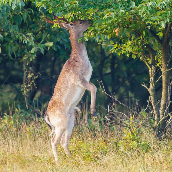 Daňci skákání — Stock fotografie