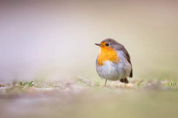 Robin ptáka zblízka — Stock fotografie